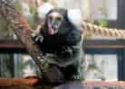 動物図鑑・コモンマーモセットの写真 11
